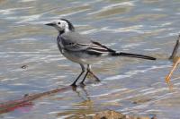 Motacilla alba
