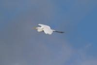 Ardea alba