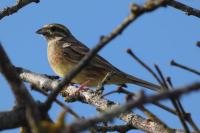 Emberiza cirlus