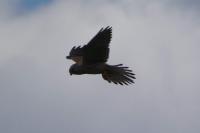 Falco tinnunculus