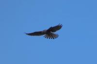 Falco tinnunculus