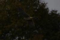 Falco tinnunculus