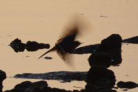 Motacilla cinerea
