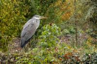 Ardea cinerea