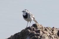 Motacilla alba