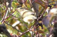 Phylloscopus collybita