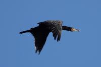 Phalacrocorax carbo