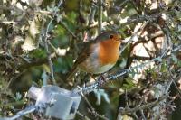 Erithacus rubecula