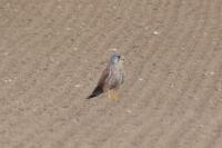 Falco tinnunculus