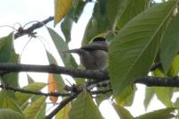 Poecile palustris