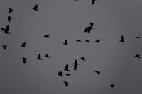 Corvus monedula