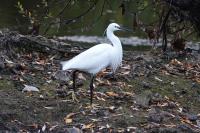 Egretta garzetta