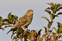 Emberiza calandra