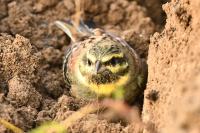 Emberiza cirlus