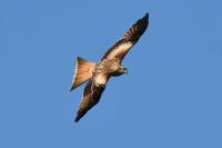 Milvus milvus