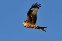 Milvus milvus