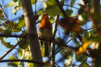 Erithacus rubecula