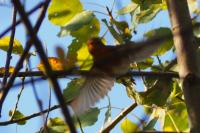 Erithacus rubecula