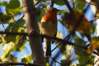 Erithacus rubecula