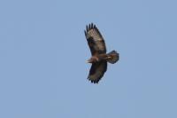 Buteo buteo