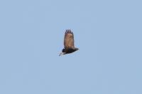 Buteo buteo