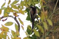 Aegithalos caudatus