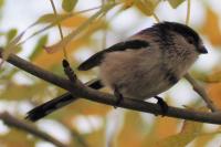Aegithalos caudatus