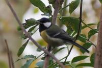 Parus major