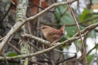 Troglodytes troglodytes