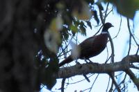 Phasianus colchicus