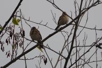 Emberiza schoeniclus