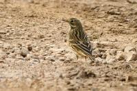 Anthus pratensis