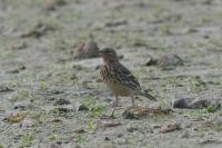 Anthus cervinus