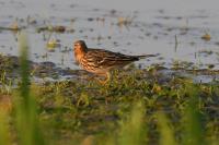 Anthus cervinus