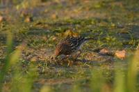 Anthus cervinus