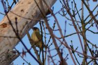 Picus viridis