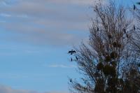 Phalacrocorax carbo