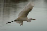 Ardea alba