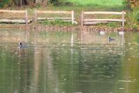 Fulica atra