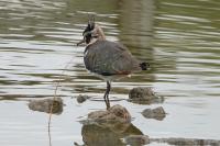 Vanellus vanellus
