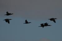 Phalacrocorax carbo