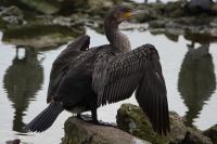 Phalacrocorax carbo