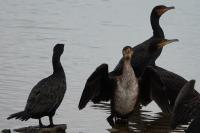 Phalacrocorax carbo
