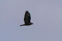 Buteo buteo