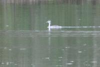 Podiceps cristatus