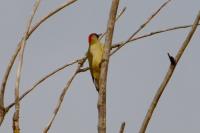 Picus viridis