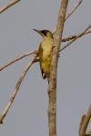Picus viridis