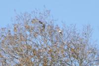 Accipiter nisus