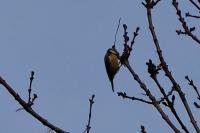 Cyanistes caeruleus