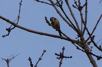 Cyanistes caeruleus